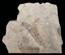 Metasequoia Occidentalis Fossil - Cache Creek #4139-1